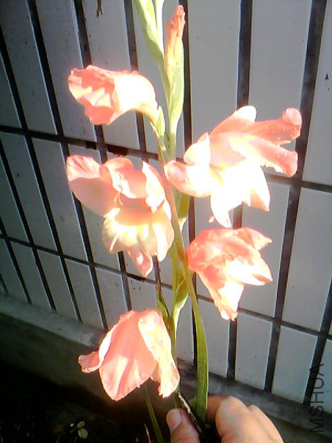20120629_0730_0.jpg