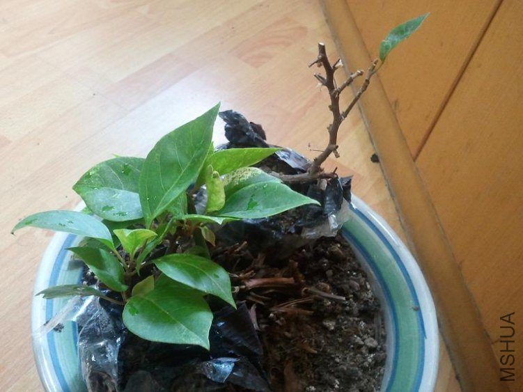 2012-06-29 11.32.44.jpg