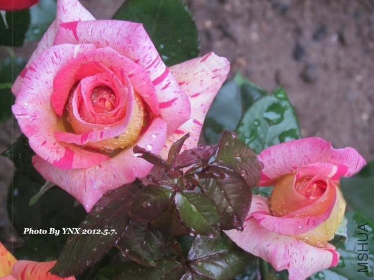 2012.5.7. 010_conew3.jpg