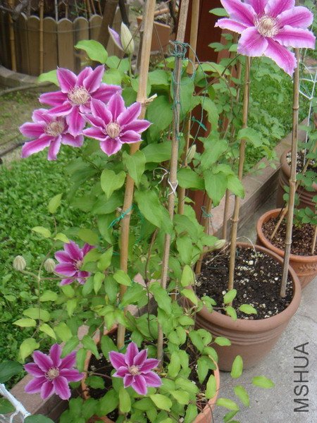 DSC01980.JPG