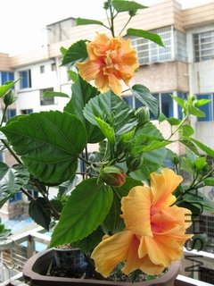��Ƭ 016.jpg