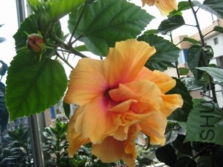 ��Ƭ 017.jpg