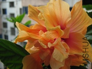 ��Ƭ 019.jpg