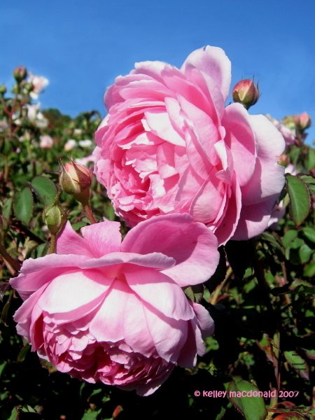 \'Huntington Rose\'44.jpg