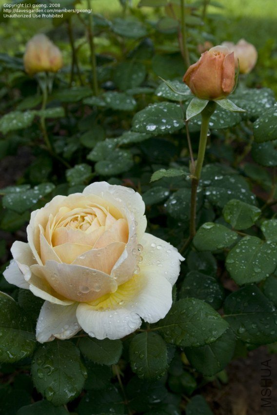 English Rose, Austin Rose \'Charles Darwin\'2.jpg