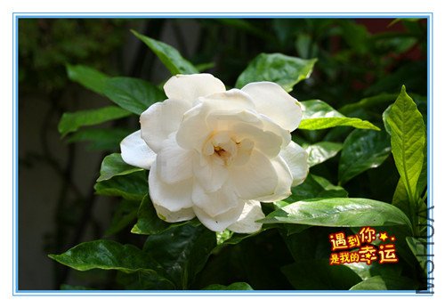 ��Ƭ 006_������Ҷ_����.jpg