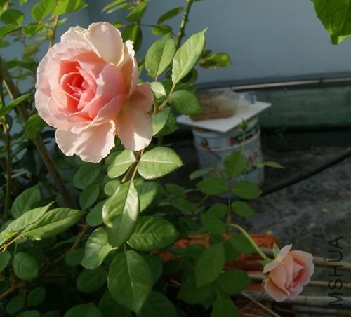 DSC06011-1.jpg
