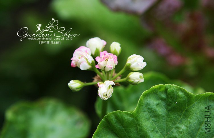 IMG_4003 ����.jpg