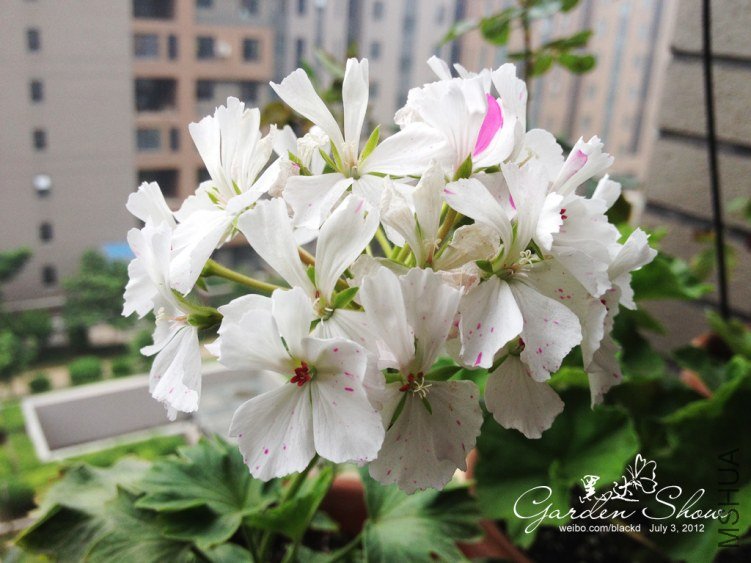 ��Ƭ ����.jpg