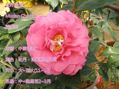 ĵ����.jpg