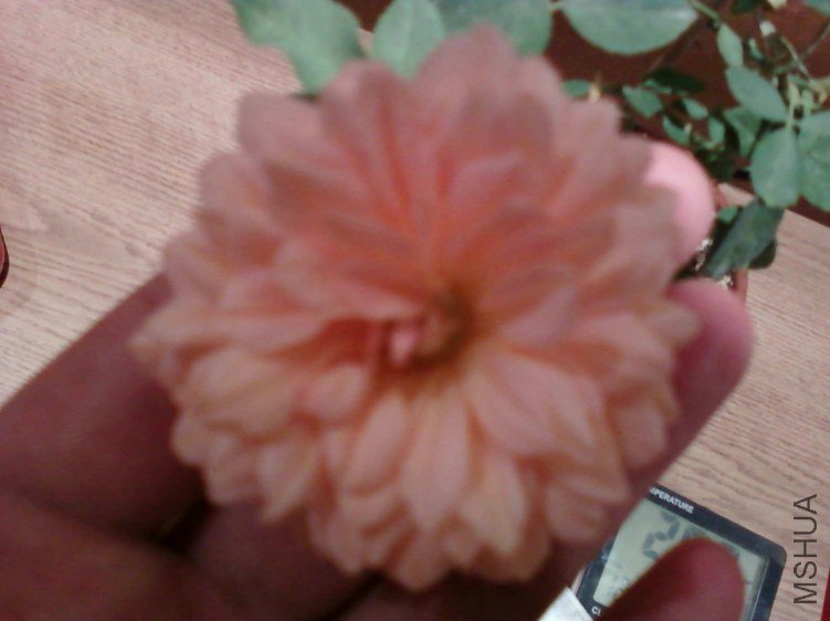 ��Ƭ-0575.jpg