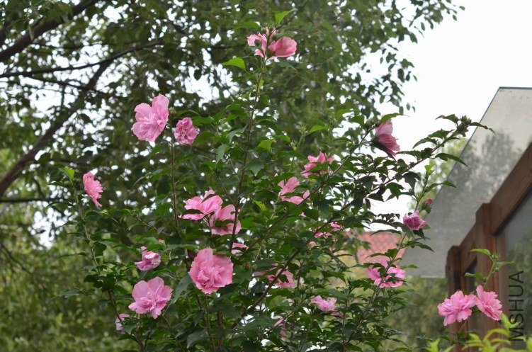 ������С ľ��20120619 001.JPG