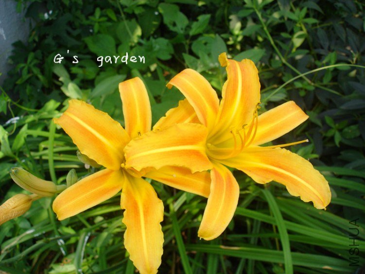 �ƻ���  LOGO.jpg