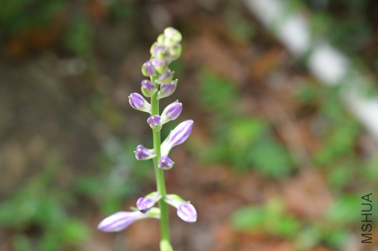 ����20120616 001.JPG