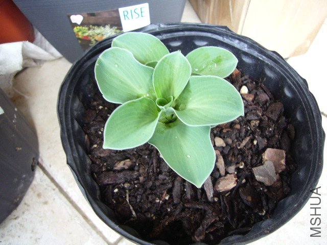 ������ɫ���20120411 01.JPG