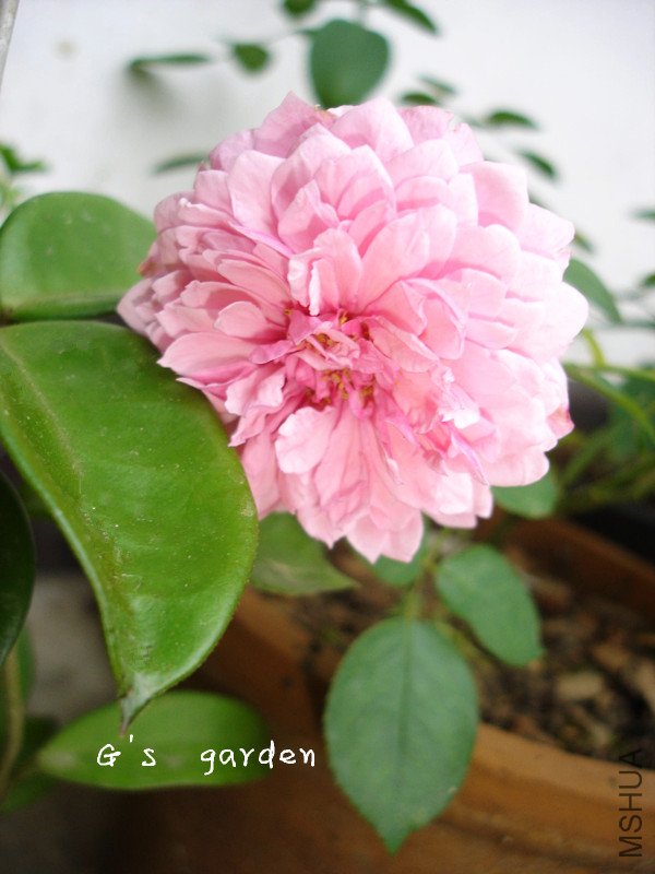 ��Ů LOGO 55.jpg