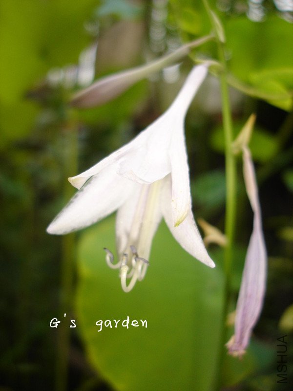 ����  LOGO 88.jpg