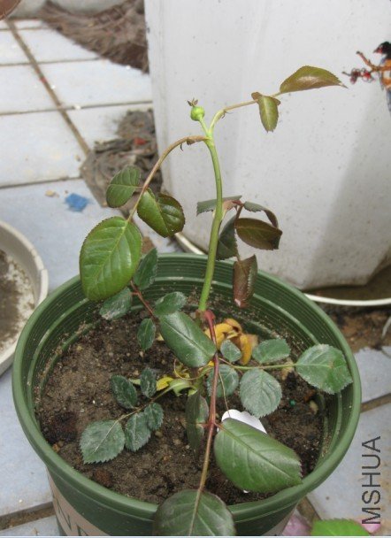 ����0311.jpg