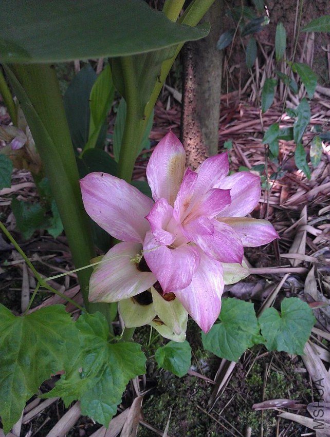 IMAG0462.jpg