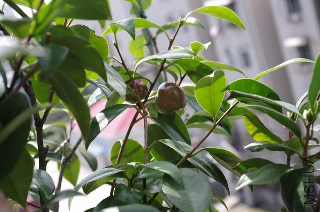 ������С IMGP0572.JPG