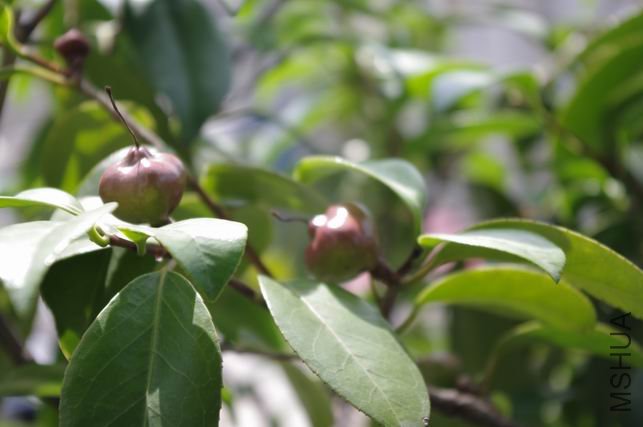 ������С IMGP0573.JPG