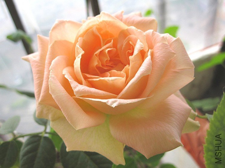 3�ŵ�����