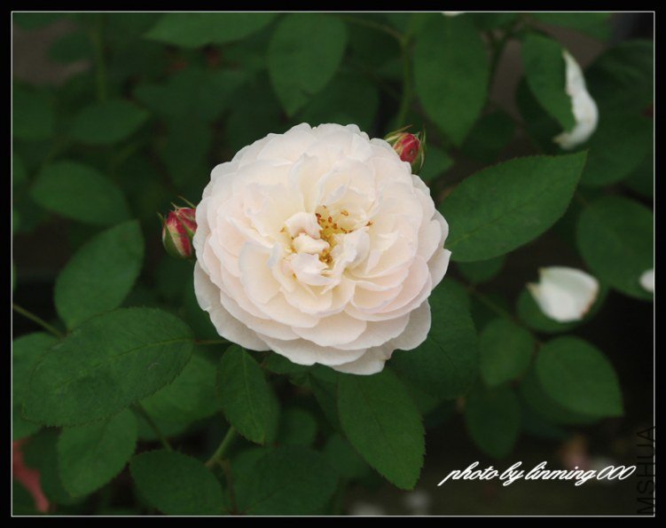 IMGP8191 ����.jpg