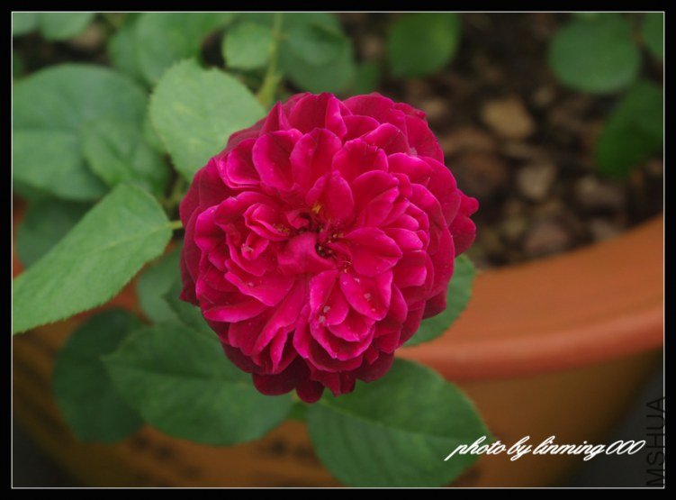 IMGP8153 ����.jpg