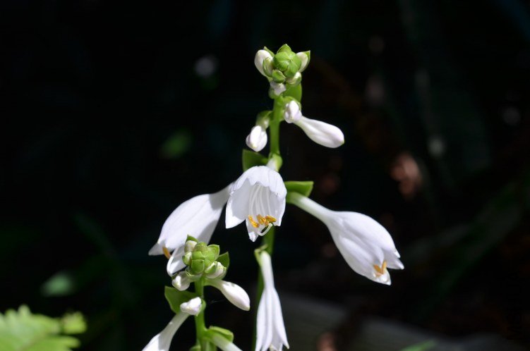 �������20120705 001.JPG