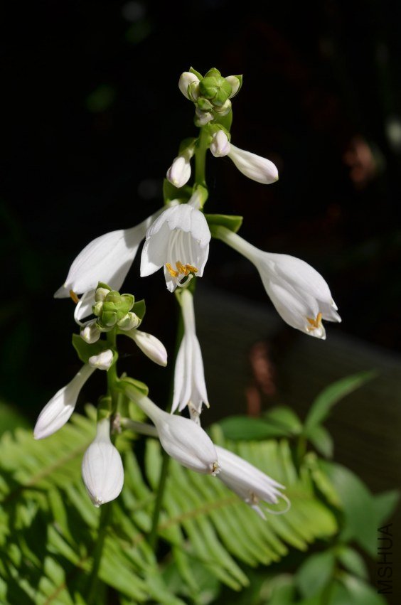 �������20120705 002.JPG