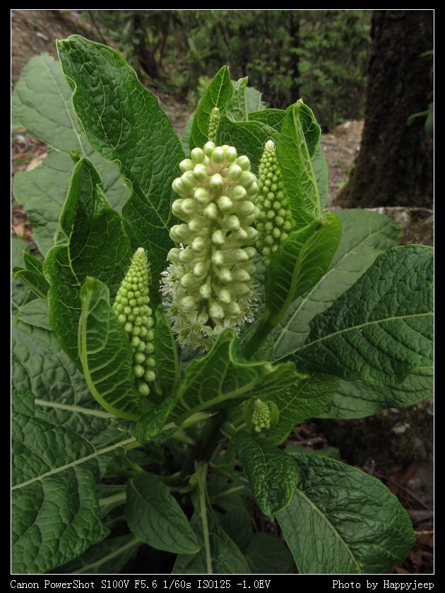 018  ����ʶ��Ұ��.jpg