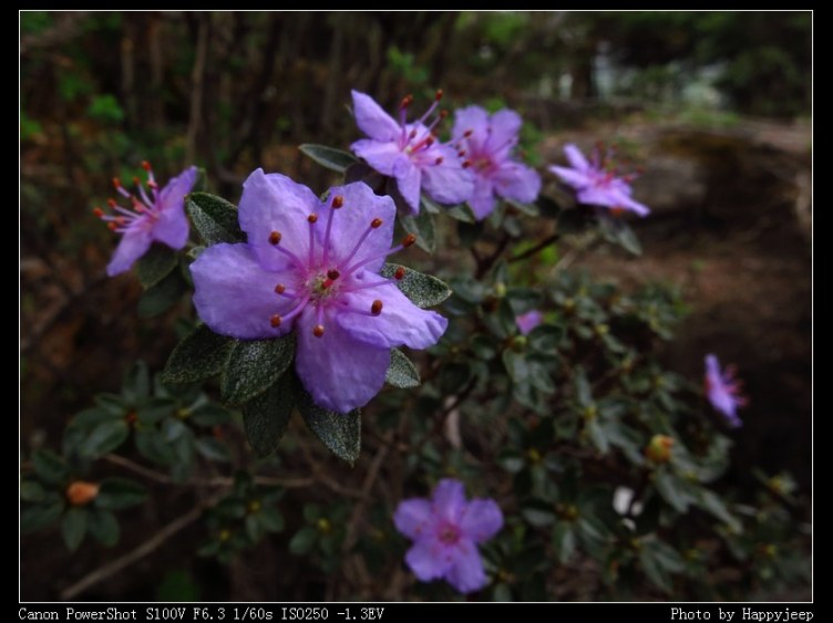 024 ĳ�ž� �ߺ���С��ľ.jpg