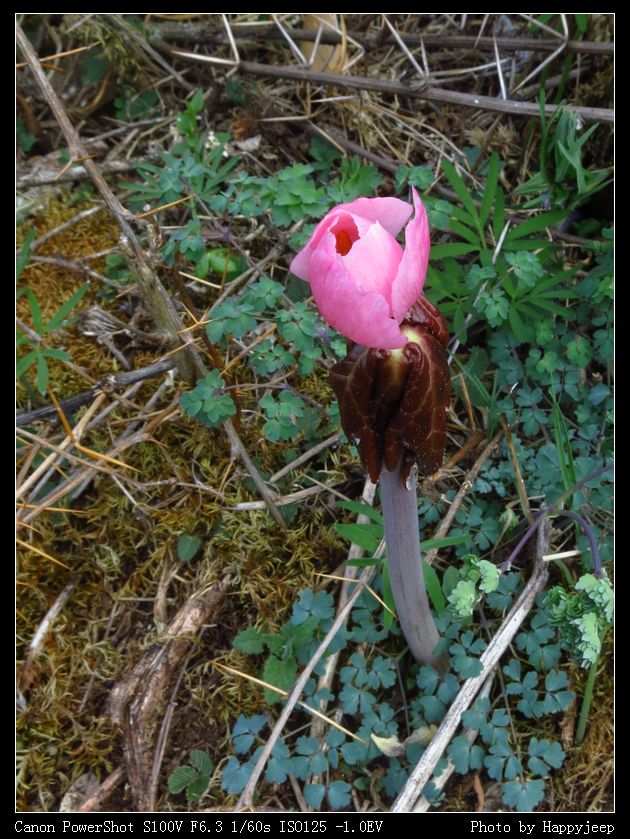 025 �Ҷ���.jpg