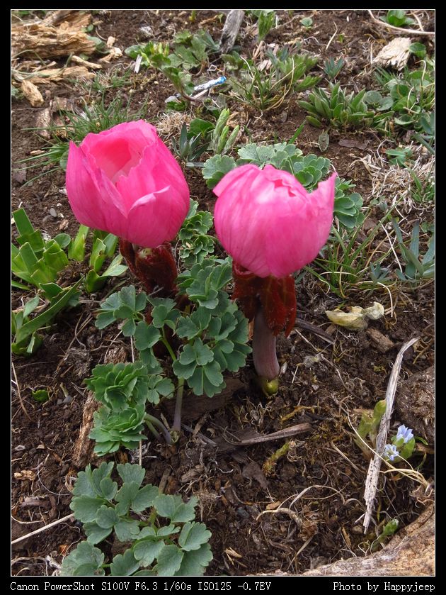 025 �Ҷ���2.jpg