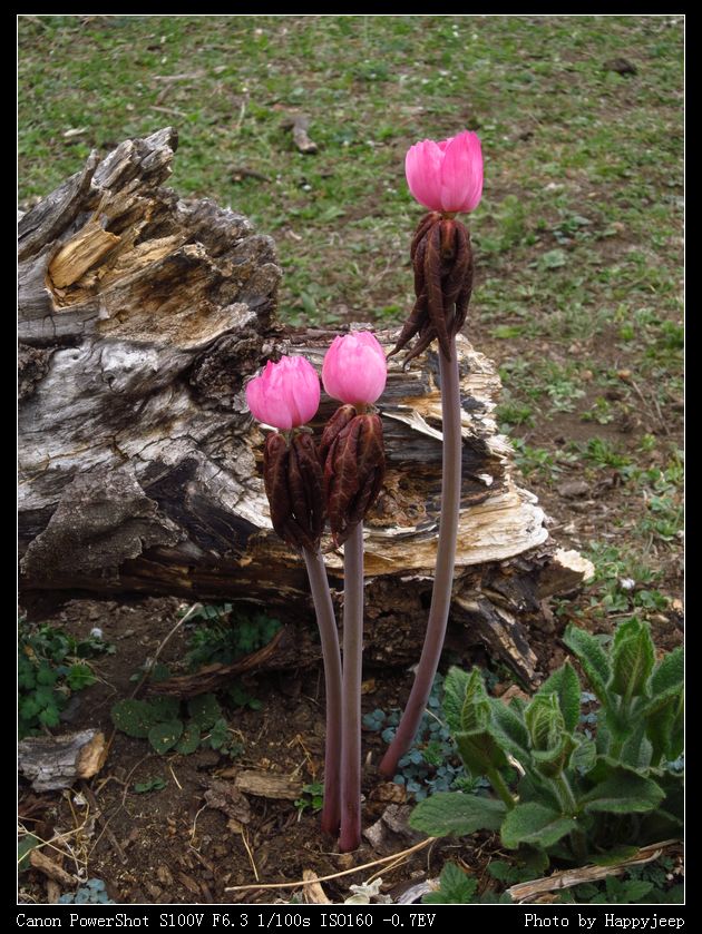 025 �Ҷ���3.jpg