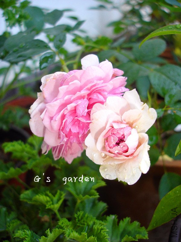 ��Ů  LOGO 555.jpg