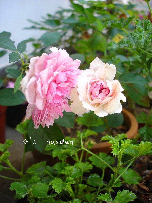 ��Ů  logo  333.jpg