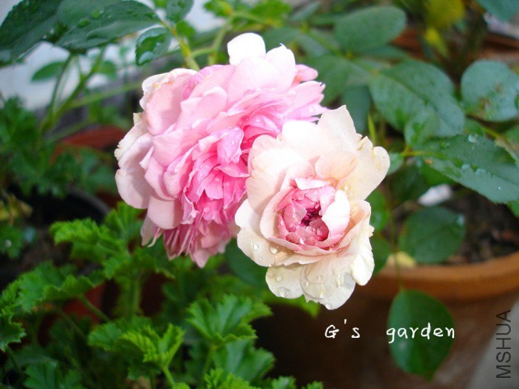 ��Ů  logo  444.jpg