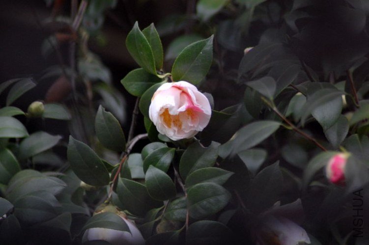 DSC_07560756.JPG