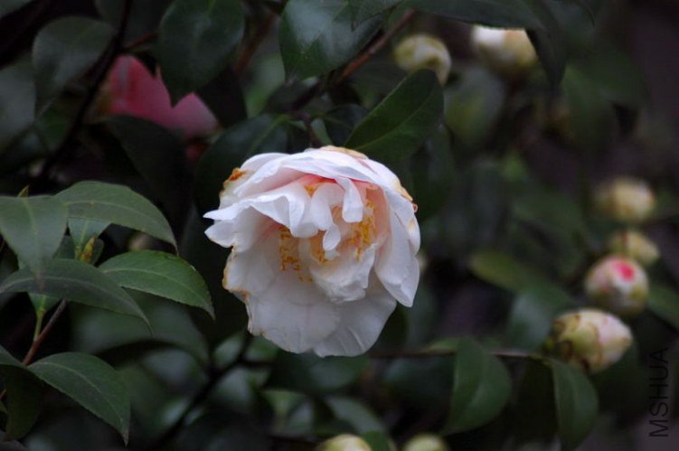 DSC_07590759.JPG