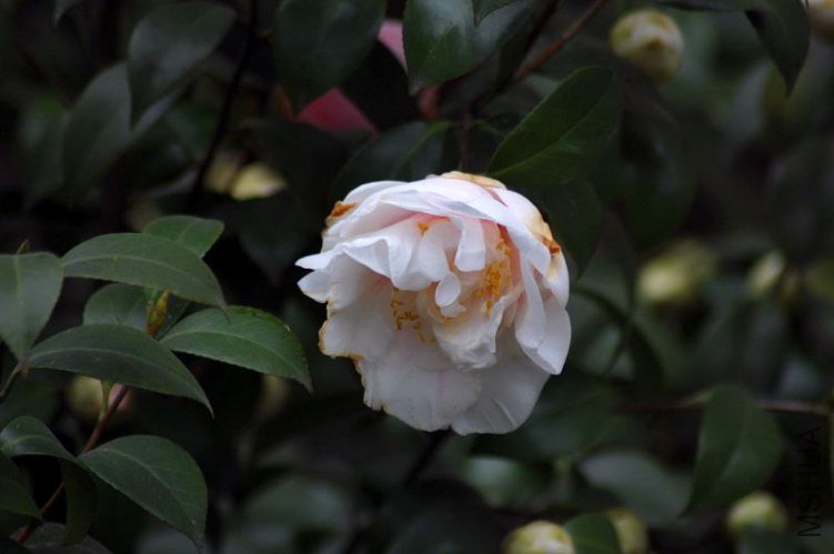 DSC_07610761.JPG