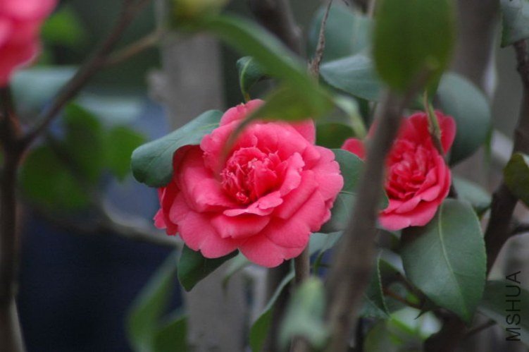 DSC_05430543.JPG