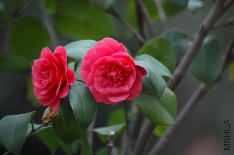 DSC_05410541.JPG