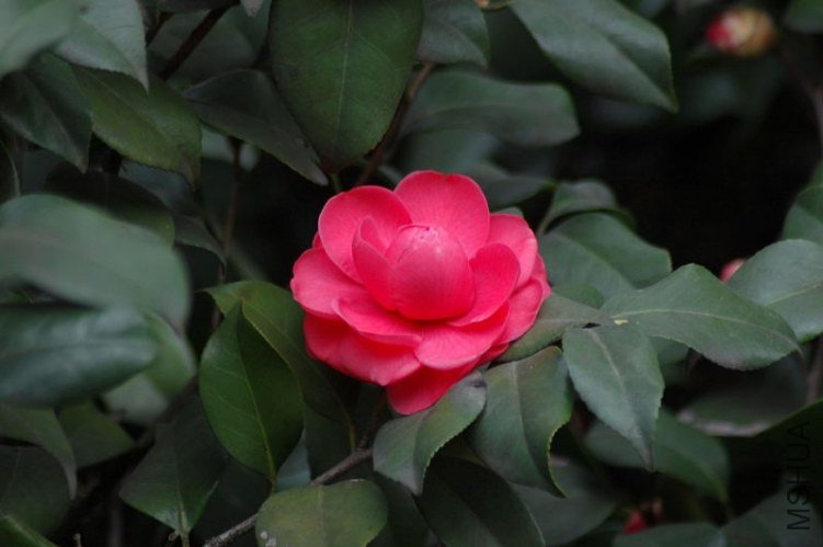 DSC_04110411.JPG