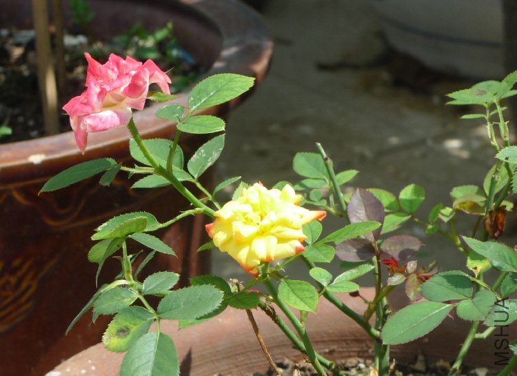 2012-7-6 ���� 10-12-37.jpg