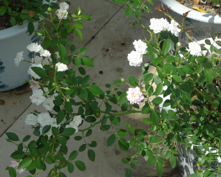 2012-7-6 ���� 10-17-29.jpg