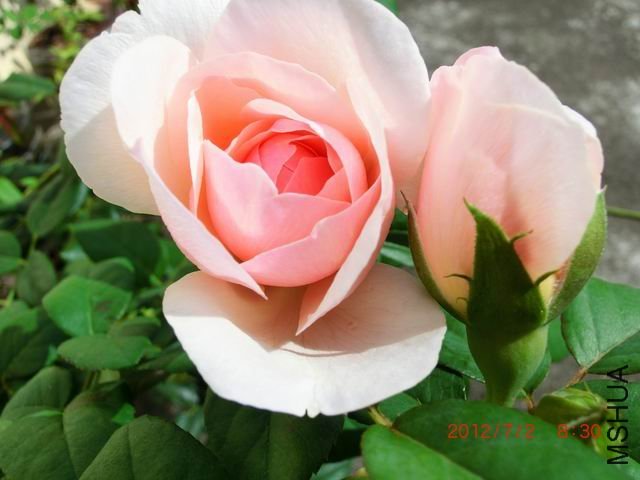 ������С CIMG2489.jpg