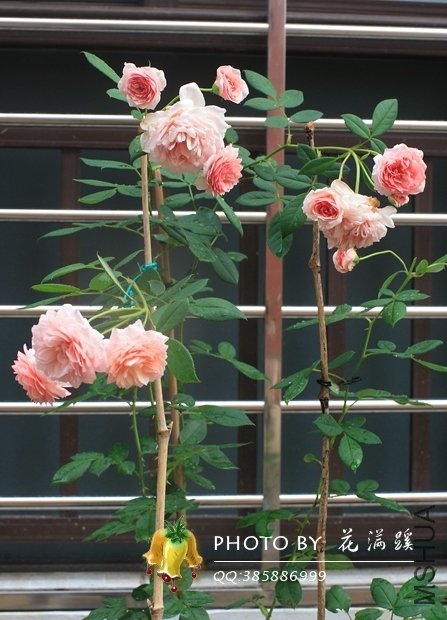 ����.Ī��˹20120706-6.JPG