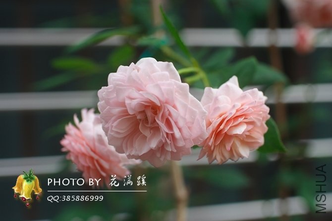 ����.Ī��˹20120706-2.JPG