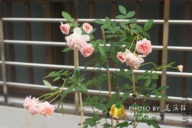 ����.Ī��˹20120706-1.JPG